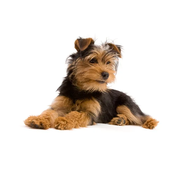 Yorkshire terrier — Zdjęcie stockowe