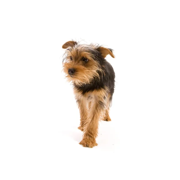 Yorkshire terrier — Zdjęcie stockowe