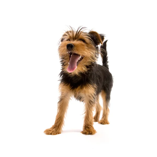 Yorkshire Terrier — Stock Photo, Image