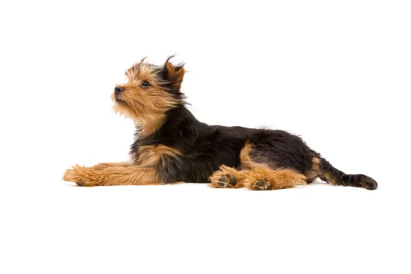 Yorkshire terrier — Zdjęcie stockowe