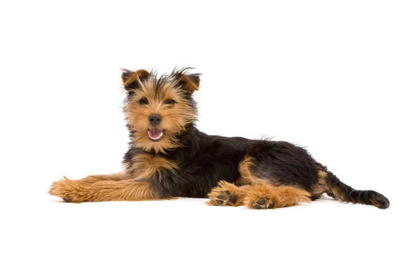 Yorkshire terrier — Foto Stock