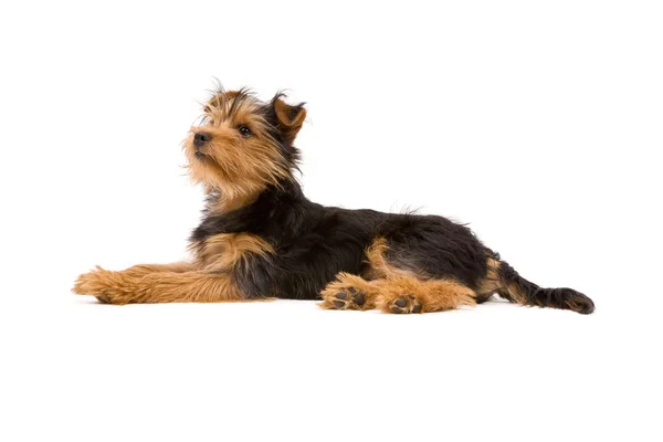 Yorkshire terrier — Zdjęcie stockowe