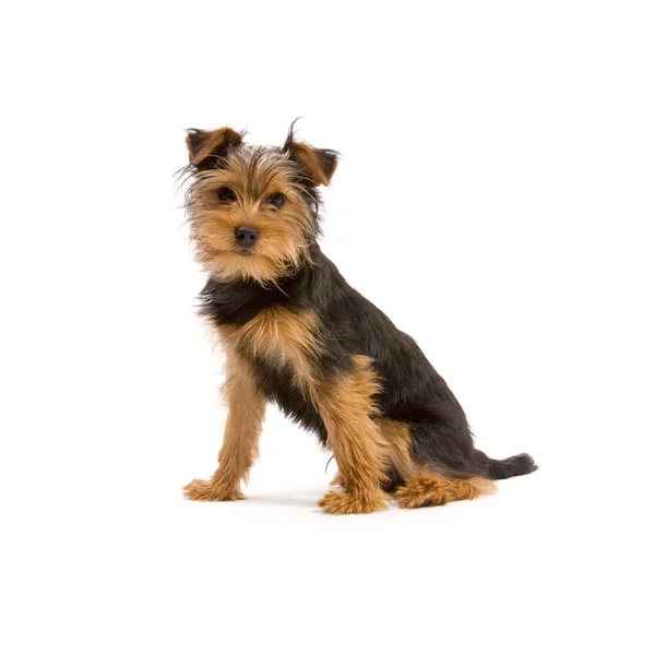 Yorkshire terrier — Zdjęcie stockowe