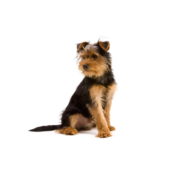 Yorkshire terrier — Foto Stock