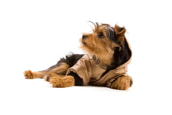 Yorkshire Terrier — Stockfoto