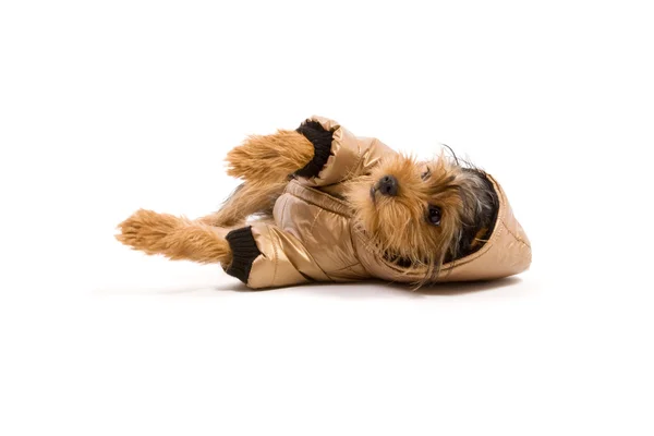 Yorkshire Terrier — Stockfoto