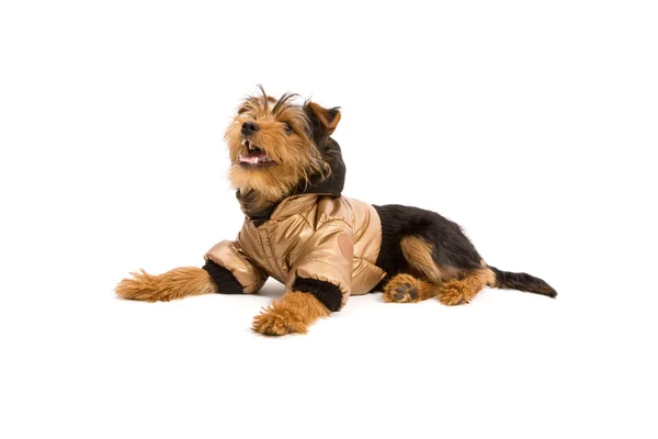 Yorkshire Terrier — Stockfoto