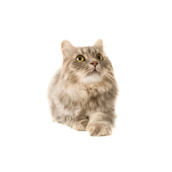 Niedliche Katze — Stockfoto