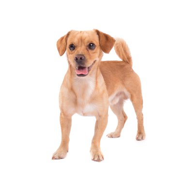 Şirin köpek.