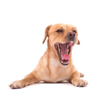 Şirin köpek.
