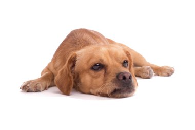 Şirin köpek.