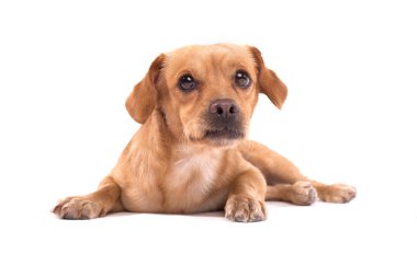 Şirin köpek.