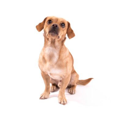 Şirin köpek.