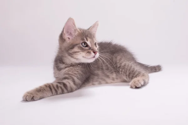 Kitten — Stock Photo, Image