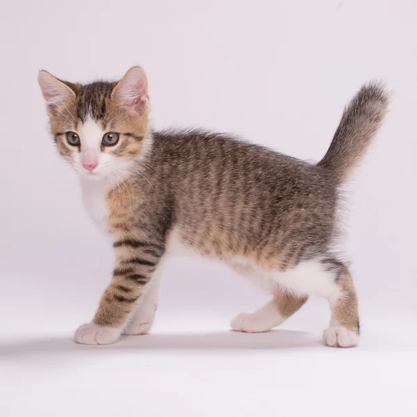 Kitten — Stock Photo, Image