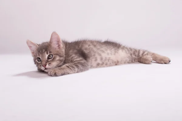 Kitten — Stock Photo, Image