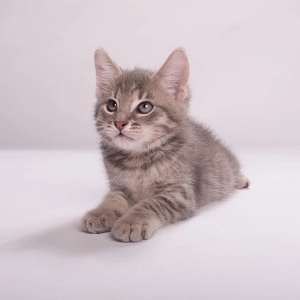 Kitten — Stock Photo, Image