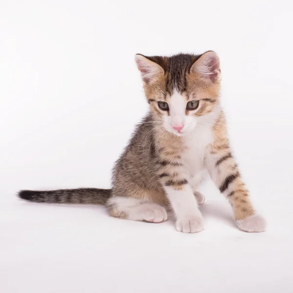 Kitten — Stock Photo, Image