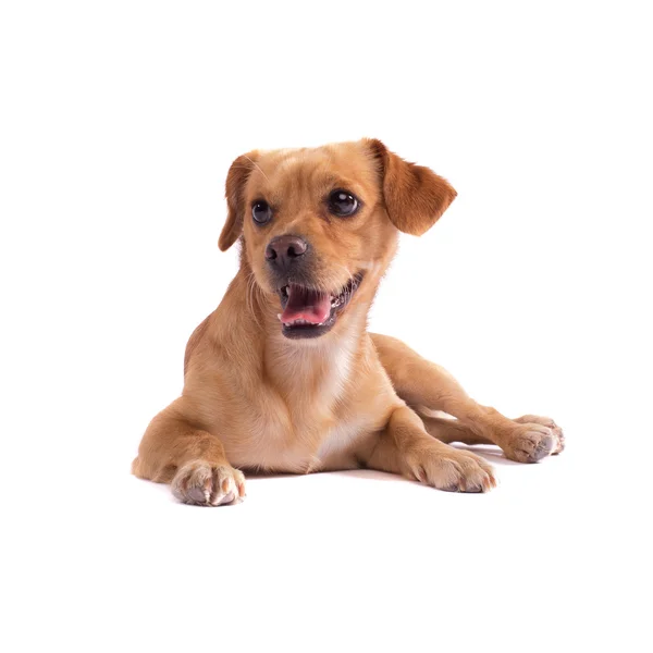 Cute dog — Stock Photo, Image