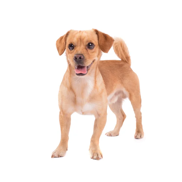 Cute dog — Stock Photo, Image