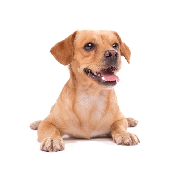 Cão bonito — Fotografia de Stock