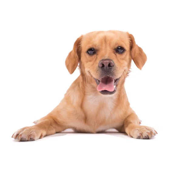 Cão bonito — Fotografia de Stock