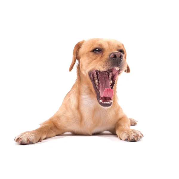 Cão bonito — Fotografia de Stock