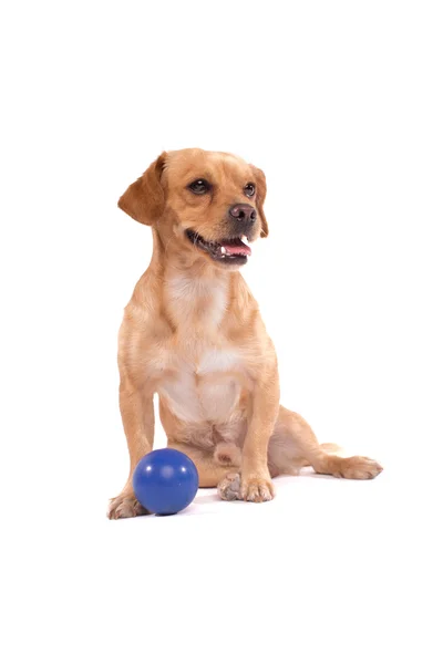 Cão bonito — Fotografia de Stock