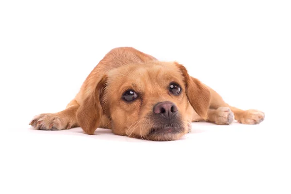 Cão bonito — Fotografia de Stock