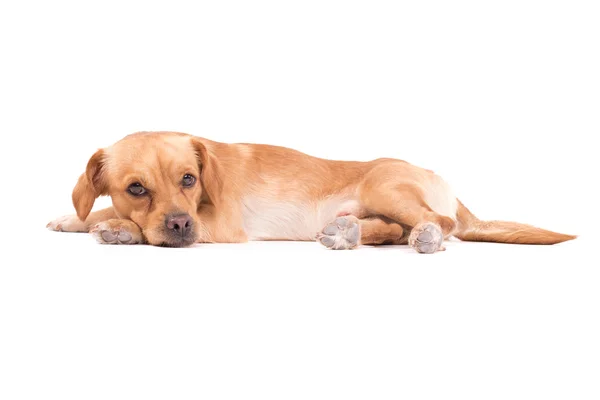 Cão bonito — Fotografia de Stock