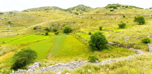 Linze velden op het eiland Lefkas (Griekenland) — Stockfoto