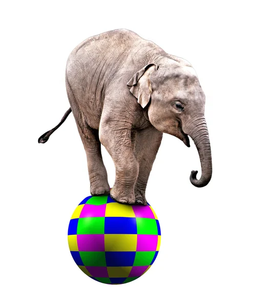 Elefante de circo bebé — Foto de Stock