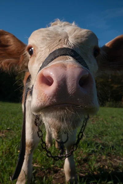 Vache curieuse Photo De Stock