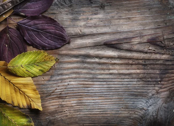 Herfstbladeren — Stockfoto