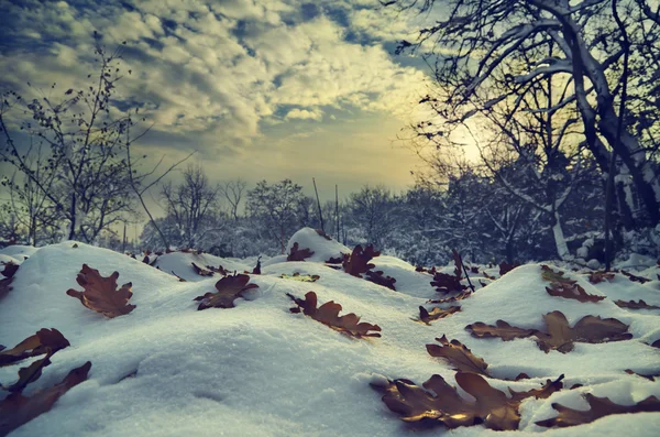 Winterlandschap — Stockfoto