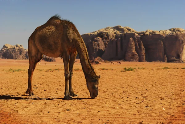 Wielbłąd w wadi rum — Zdjęcie stockowe