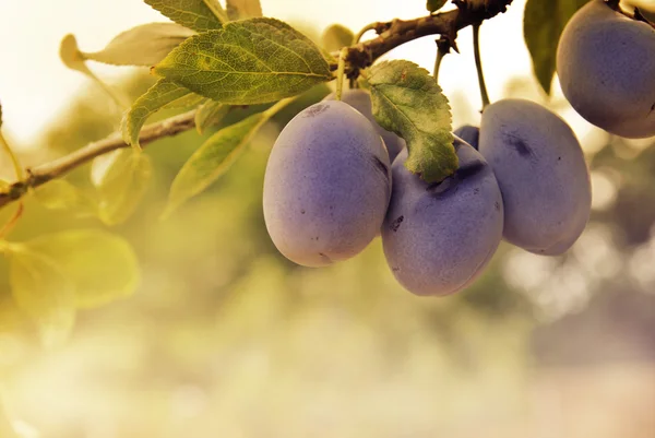 Plum — Stock Photo, Image