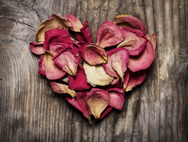 Rose petals — Stock Photo, Image