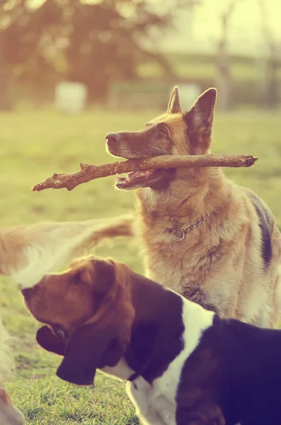 Hond met stok — Stockfoto