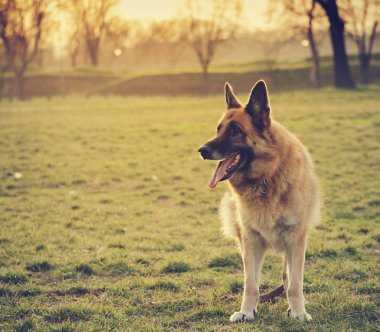 Alman çoban köpeği