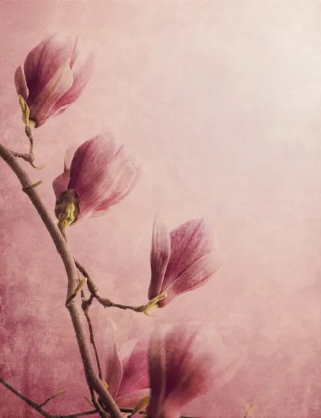 Magnolia — Stock Photo, Image