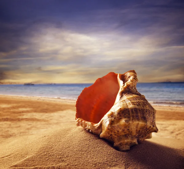 Seashell — Stock Photo, Image