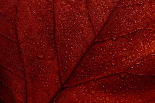 Esdoorn Herfst Bladeren Textuur Achtergrond Macro Foto Van Rood Herfstblad — Stockfoto