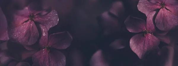 Крупним Планом Фіолетова Квітка Солодощів Краплями Води Саду Макро Темно — стокове фото