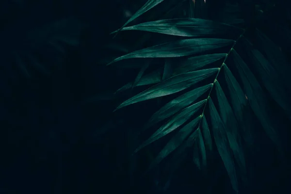 Donkergroene Bladeren Achtergrond Minimaal Neutrale Esthetiek Tropica — Stockfoto