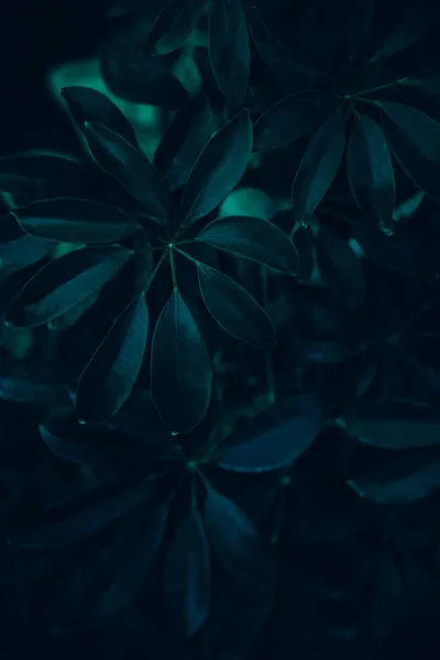 濃い緑色の葉の背景 ミニマルでニュートラルな美意識 熱帯植物の芸術のテクスチャ 植物熱帯庭園の創造的なパターン — ストック写真
