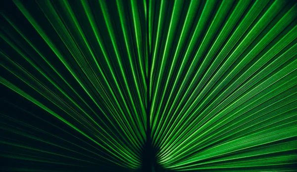 緑のヤシの葉の質感 植物の熱帯パターンと対称性の性質の背景 暗いと光抽象的な影の植物の壁紙 — ストック写真