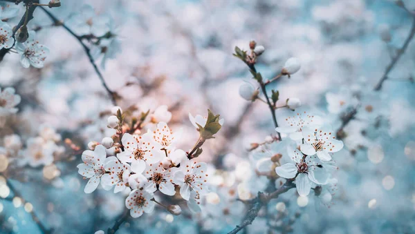 Closeup Spring Pastel Blooming Flower Orchard Macro Cerisier Florissant Branche — Photo