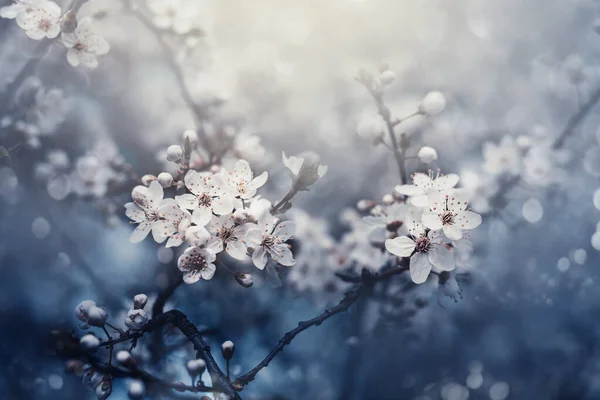 暗墨色の背景に春咲きの花を閉じます マクロ桜の木の枝 春の果樹園の風景を開花 美しいイースター壁紙のデザイン — ストック写真