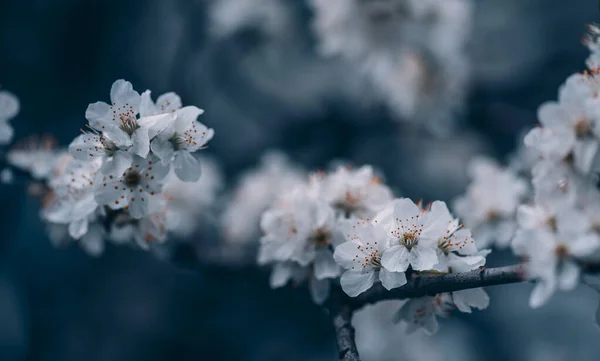 Nahaufnahme Einer Frühlingsblütenblume Auf Dunklem Bokeh Hintergrund Makrokirschblütenzweig Blühende Obstplantagen — Stockfoto